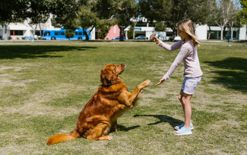 강아지 훈련 관련 사진