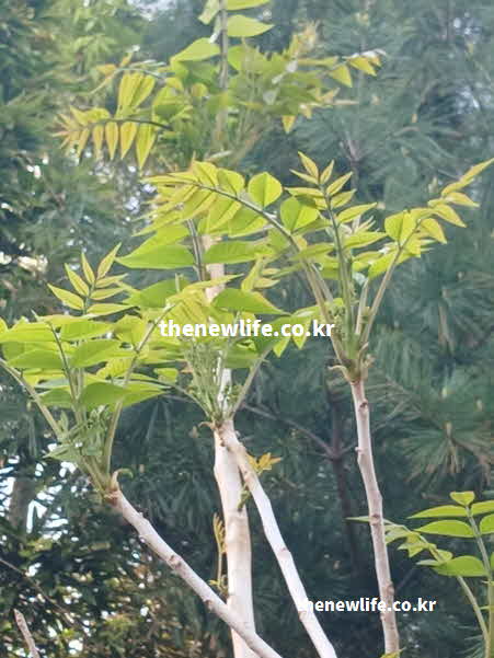 가죽나물 효능 세포 노화 방지 퀘르세틴