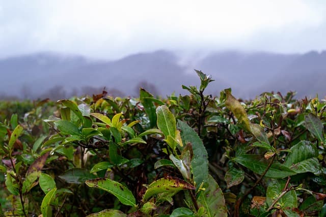 차(Tea)를 활용한 수면 장애 완화 프로그램: 맞춤형 티 테라피 플랜