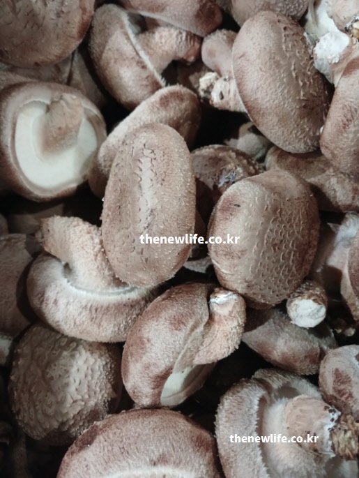 나쁜 콜레스테롤 수치를 낮추는 표고버섯 효능