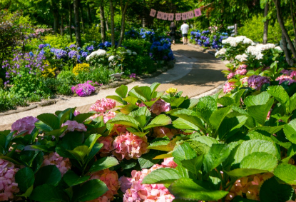수도권 수국명소 추천 7곳, 도심 속에서 만나는 수국의 향연