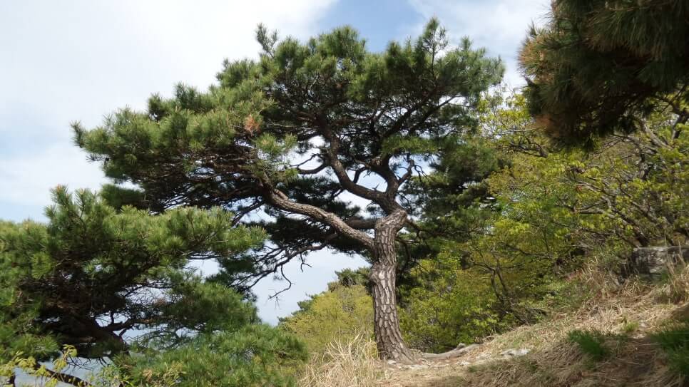100대 명산 등산하기 서른일곱번째 공주 계룡산 신비와 전설의 봉우리 20여 개 봉우리 계곡 고찰이 어우러진 명산