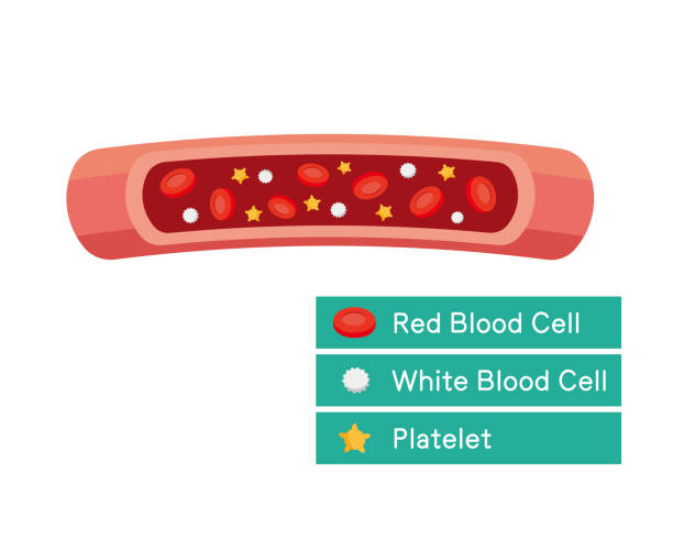 혈소판 수치 올리는 방법