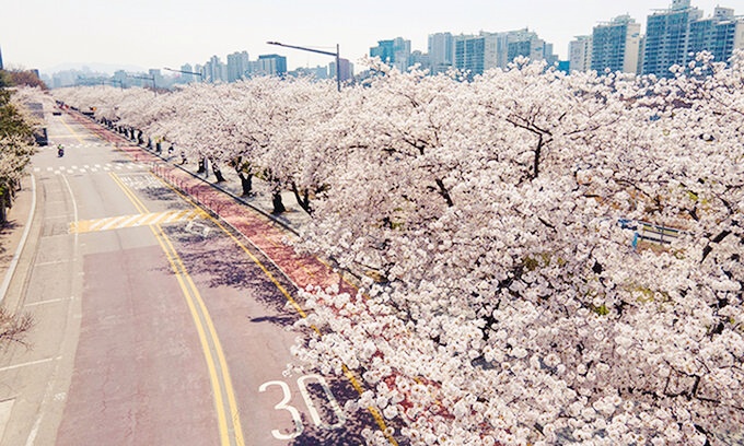 서울-여의도-벚꽃축제