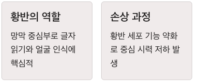 황반의 역할