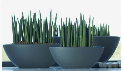 돈 들어오는 식물 스투키