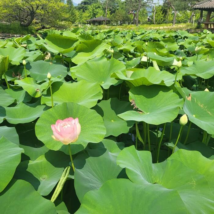 세미원 연꽃축제