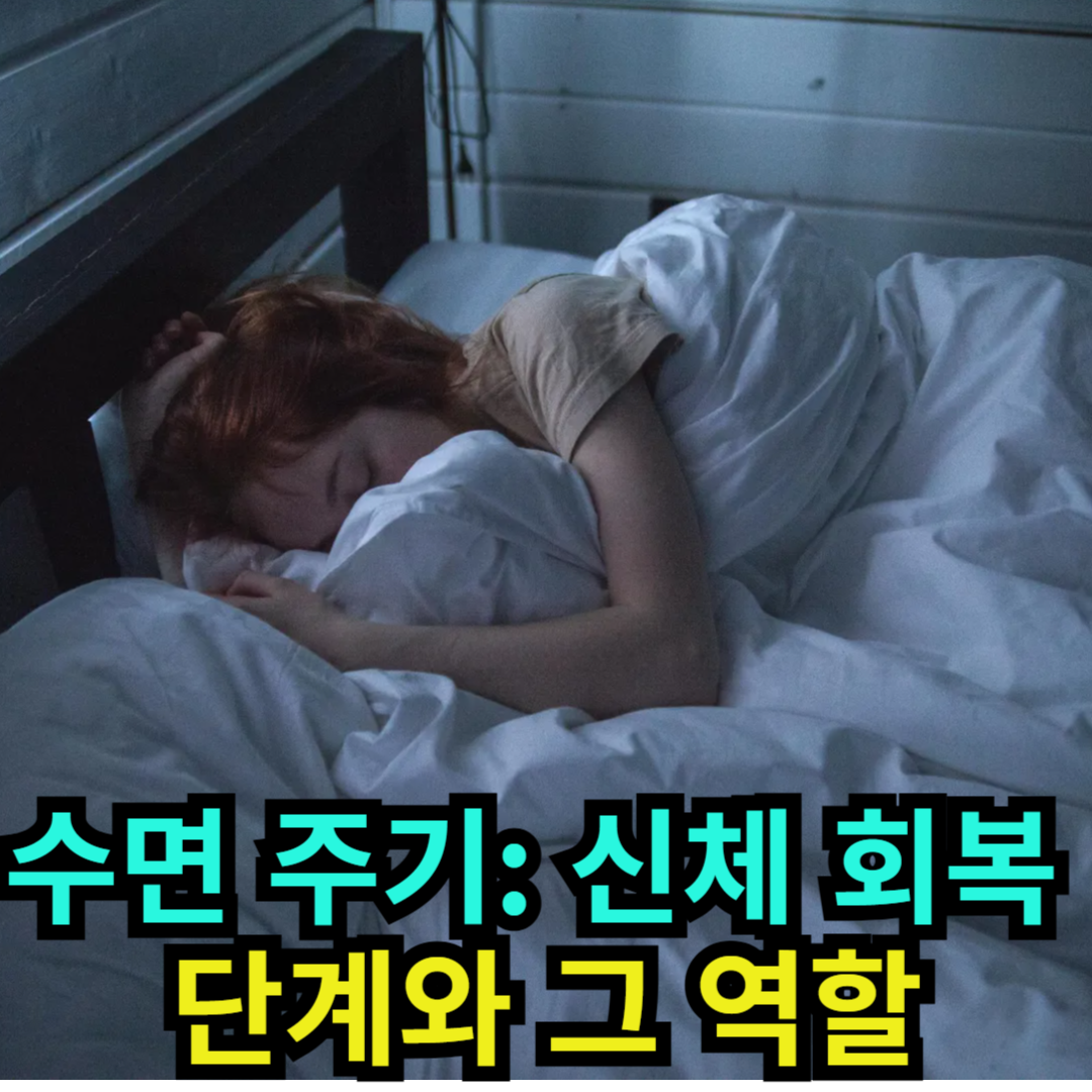 수면 주기 - 신체 회복 단계와 그 역할