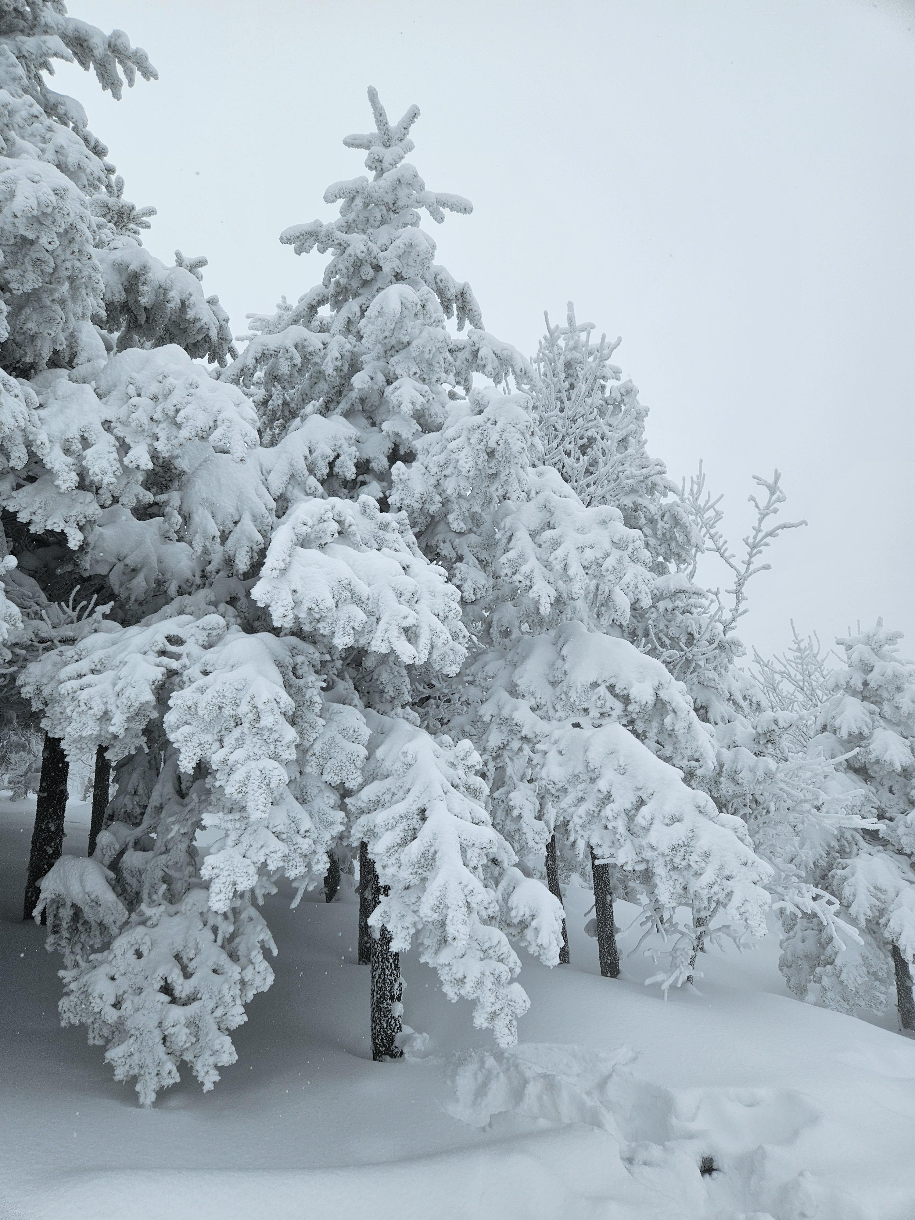크리스마스 트리가 이곳에