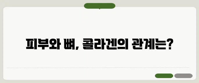콜라겐의 효능 피부뿐만 아니라 뼈 건강에도 좋을까?