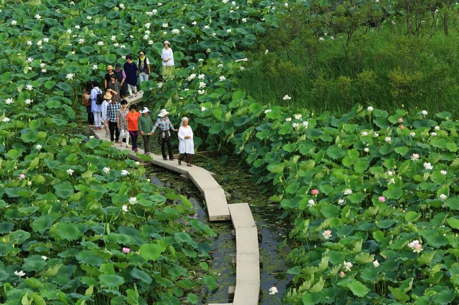 세미원 연꽃문화제