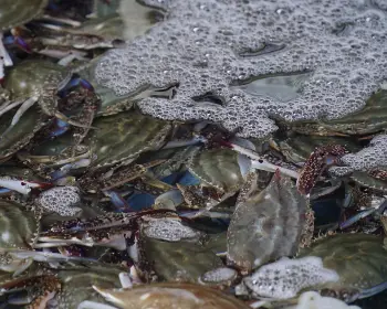 서천 홍원항 자연산 전어 꽃게 축제_7