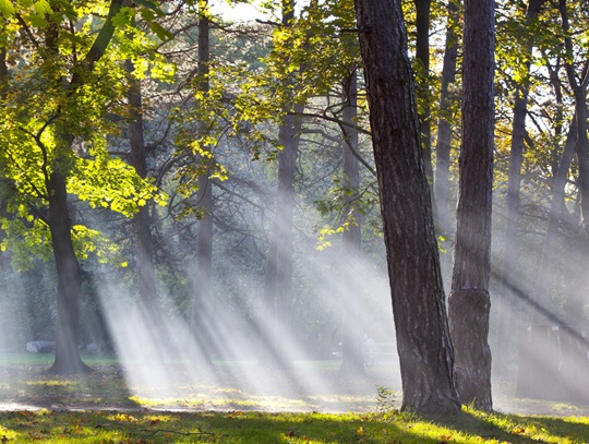 반려식물이 정신 건강에 미치는 효과와 추천 식물
