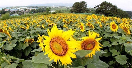 강주해바라기축제