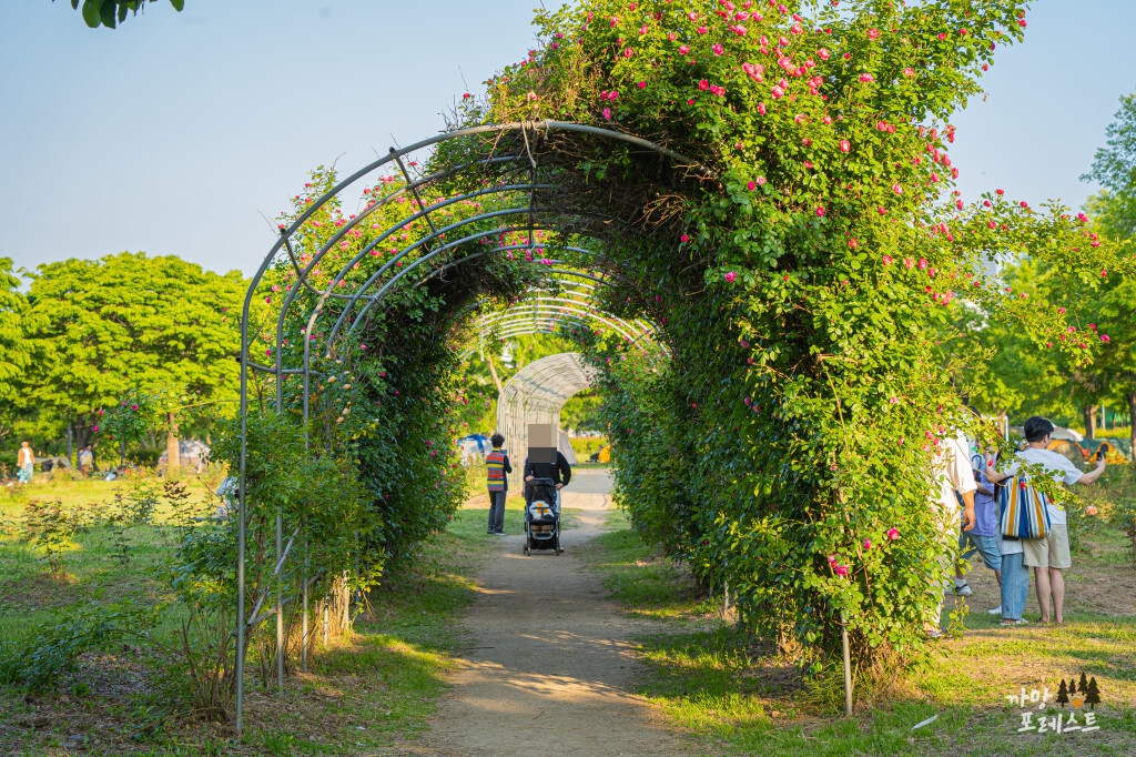 양화한강 공원 장미터널