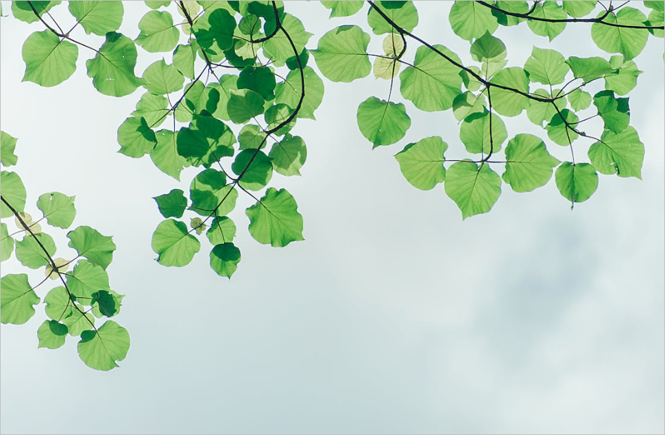 네이버 시작 페이지로 설정하기&amp;#44; 각 브라우저 별 설정 방법