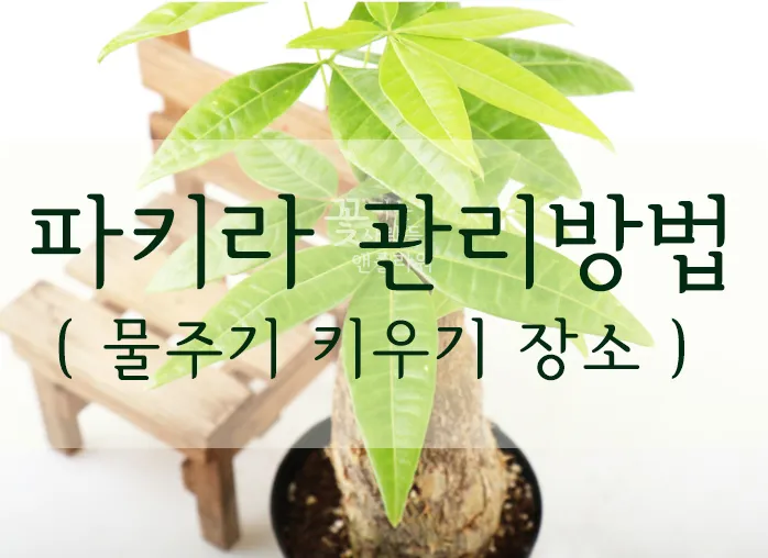 파키라 키우기 분갈이 뿌리관리 물주기간격 쉬운 관리법_4