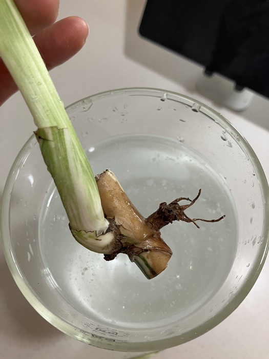 루톤을 탄 물에 삽수 넣는 장면