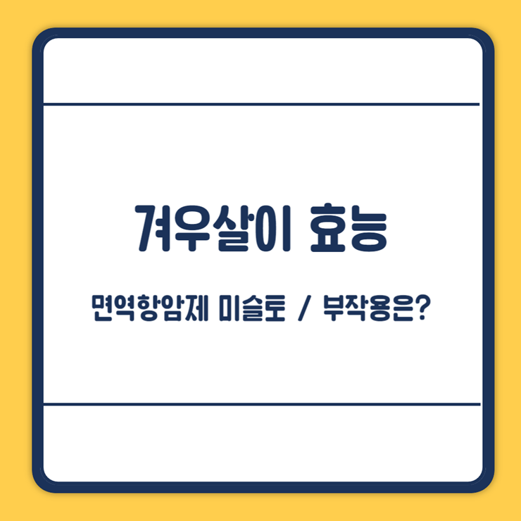 겨우살이 효능