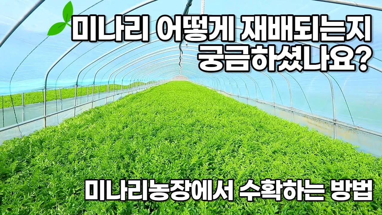 미나리 재배 수로 정비 그늘 재배 여름 관리_1