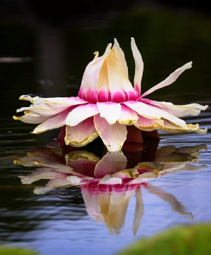 빅토리아수련 꽃 1