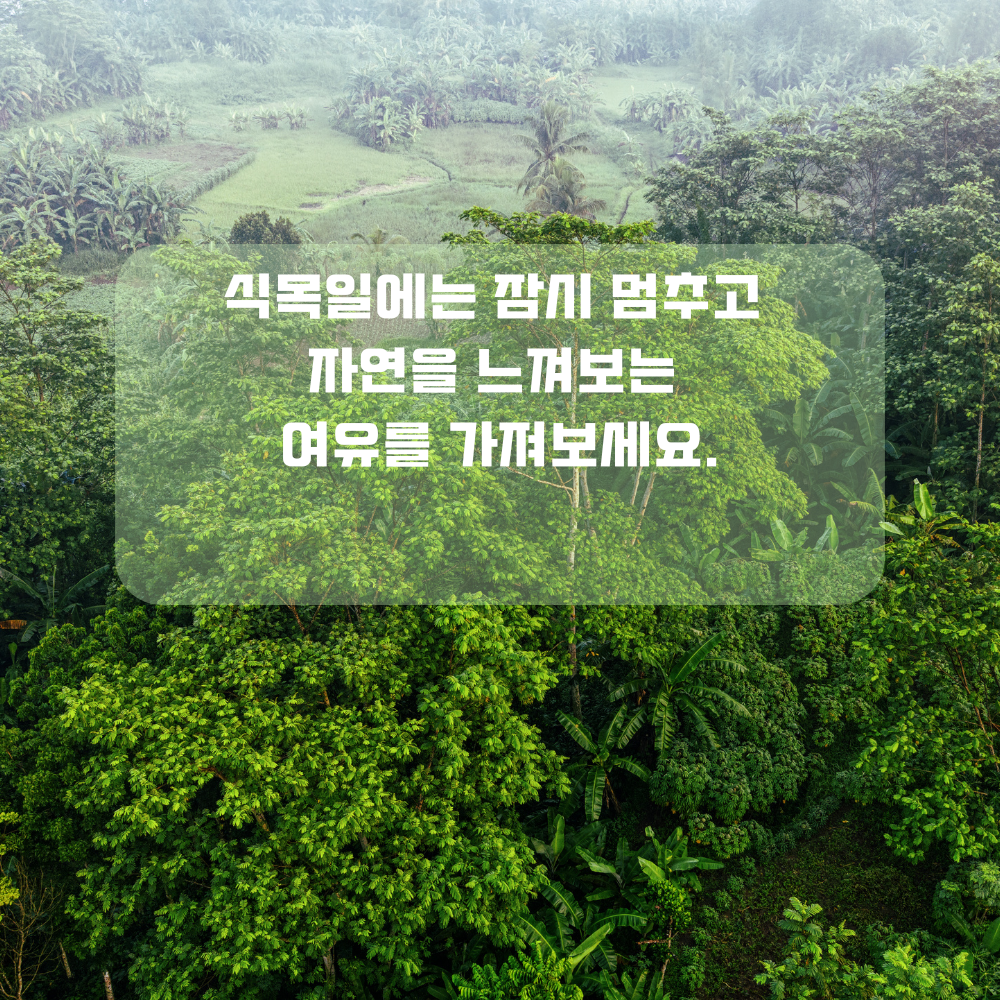 4월 인사말 식목일 인사글귀 좋은 글 문구 나무 숲 사진 이미지 모음집