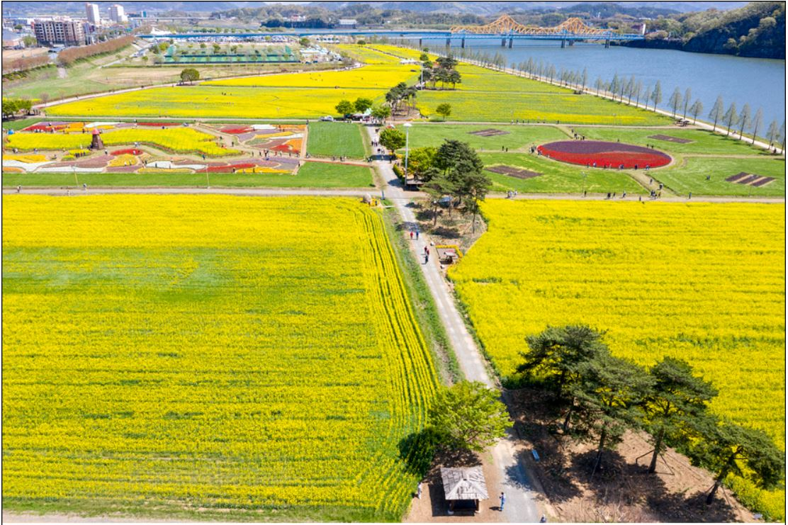 창녕 유채꽃축제.낙동강 유채축제_2023년.행사안내