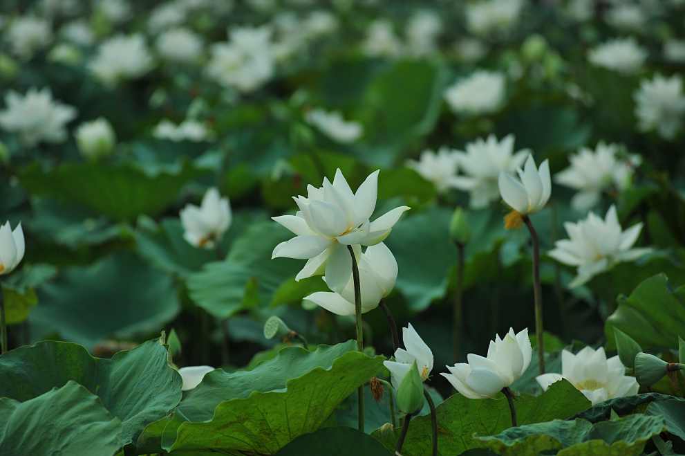 무안연꽃축제