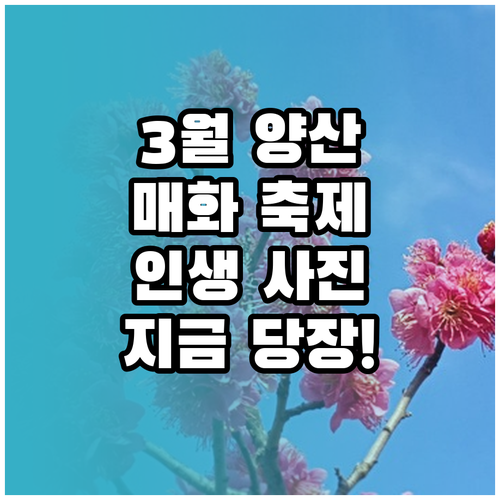 3월 양산 여행지 추천 원동 매화축제..
