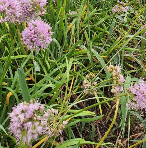 자연산 6시내고향 두메부추