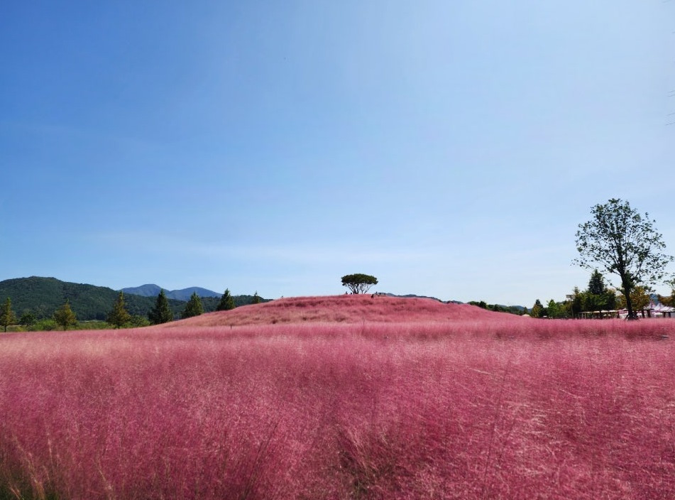 신소양체육공원 핑크뮬리
