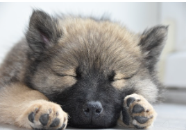 포근한 바닥에서 네 발을 위로 뻗고 똑바로 누운 강아지, 자신감과 개방적인 성격을 상징하는 자세