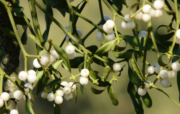겨우살이 열매가 나무에 달려 있는 모습을 나타낸 사진입니다.
