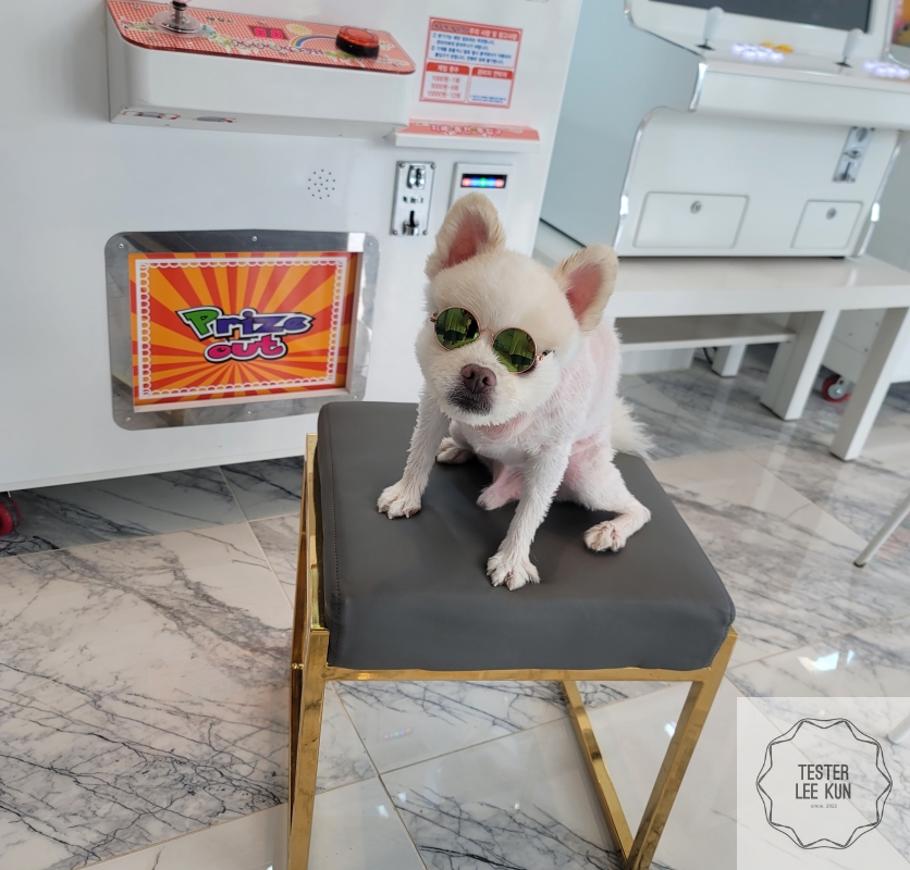 플레이라운지 강아지 사진