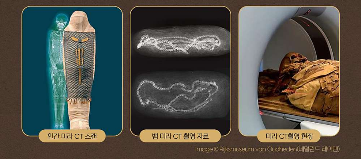 이집트 미라전 - 부활을 위한 여정 50%할인예약 기간 정보