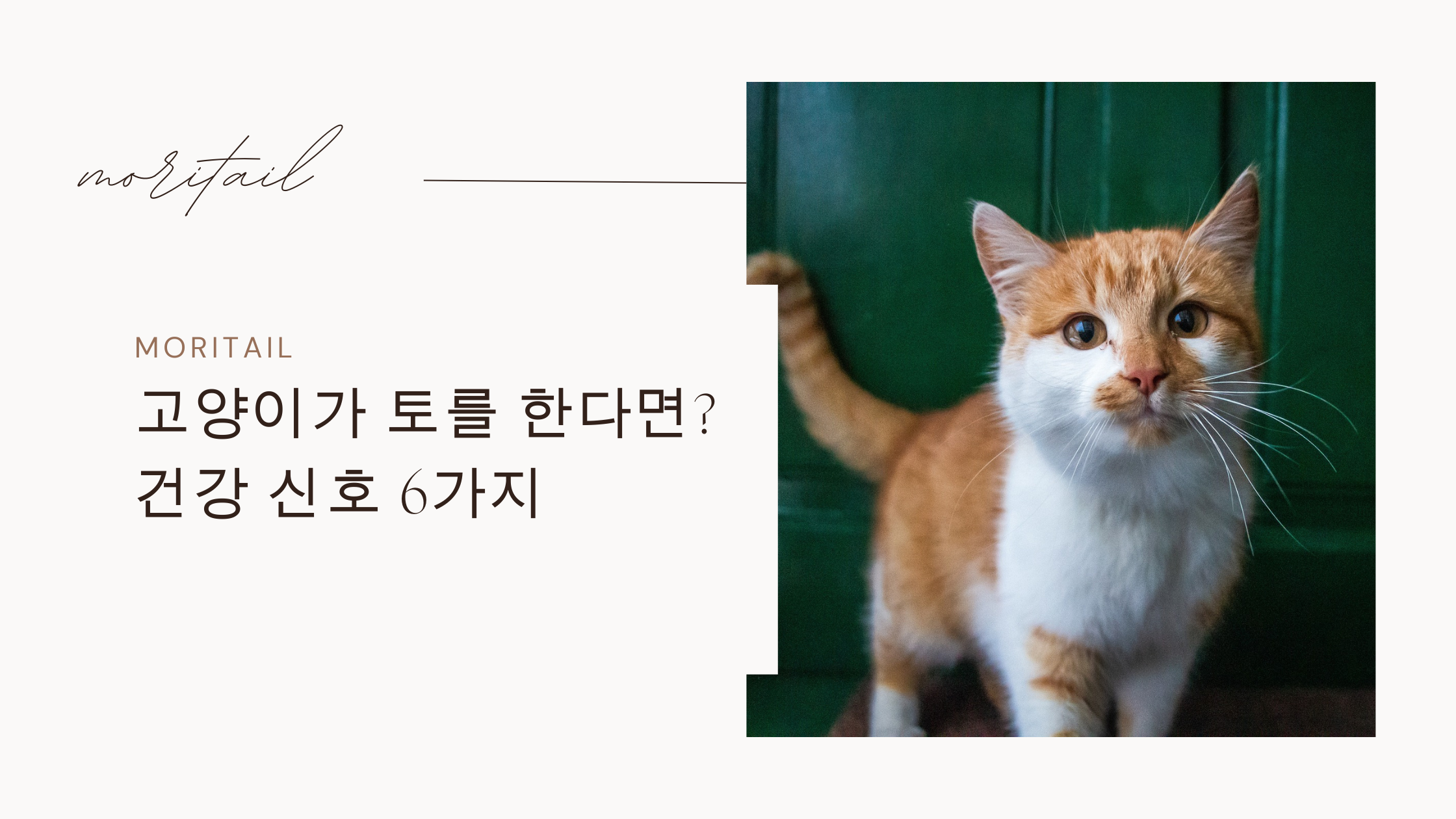 고양이 토를 한다면? 건강신호 6가지