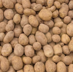 비타민C 많은 음식 (식품 과일 채소)