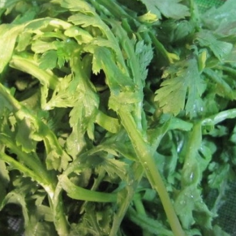 쑥갓의 효능 부작용 고르는법 칼로리 꽃