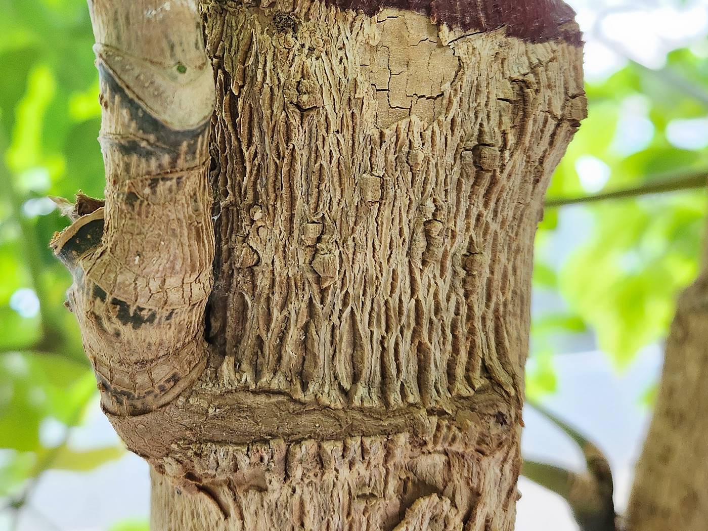 해피트리(행복나무) Happy Tree