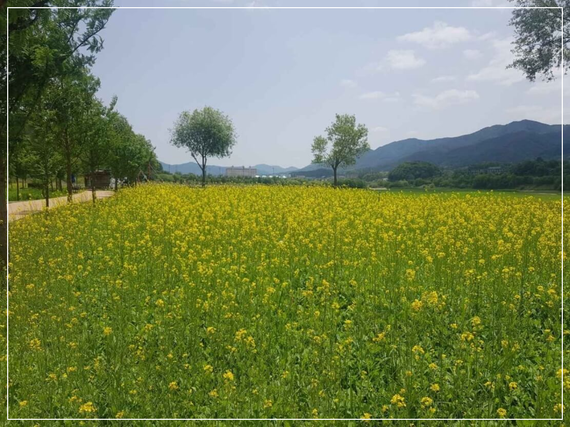 양구 가볼만한곳 베스트10 파로호 꽃섬