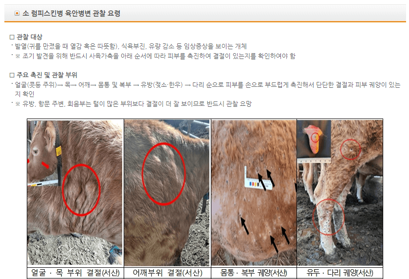 럼피스킨병-방역-대응-조치-관찰