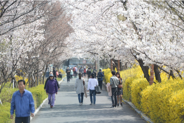 반려견과 함께 즐기는 2025 서울 벚꽃축제 TOP3!