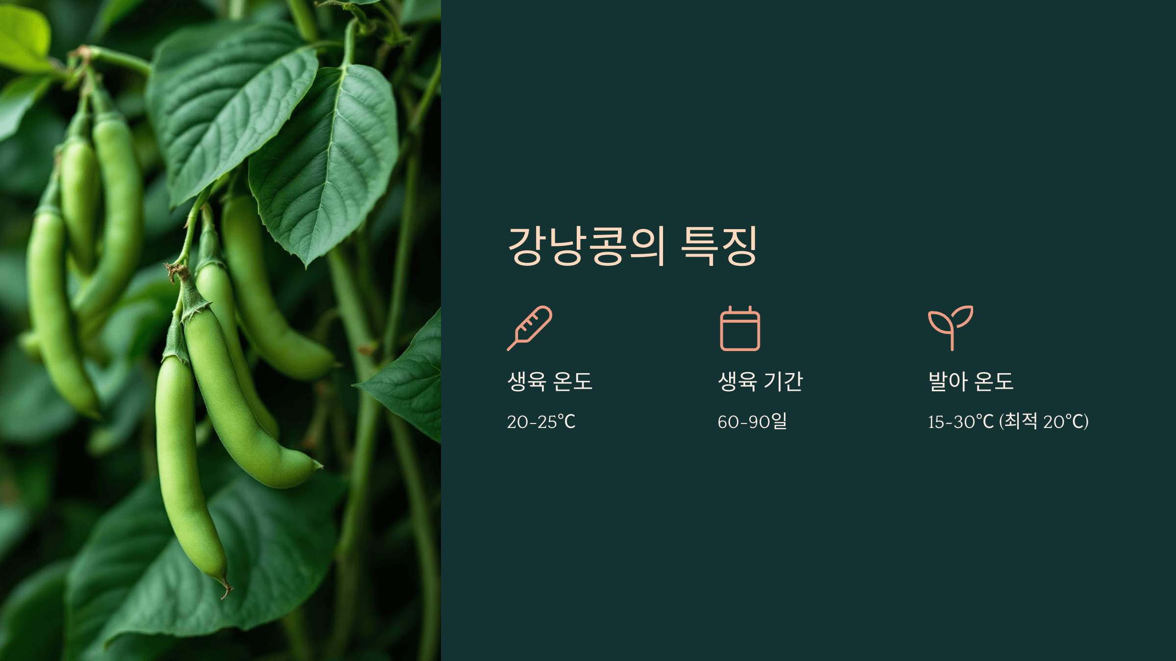 강낭콩 사진입니다.