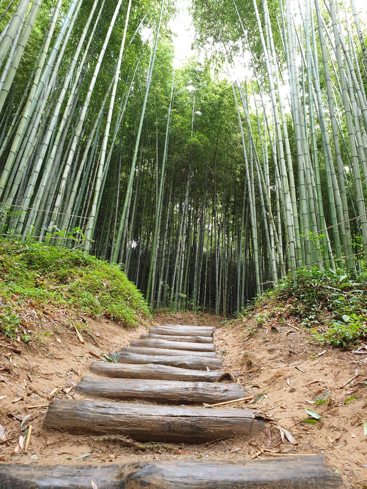 [5월 축제]2025년 담양대나무축제❘기간, 일정, 프로그램, 죽녹원