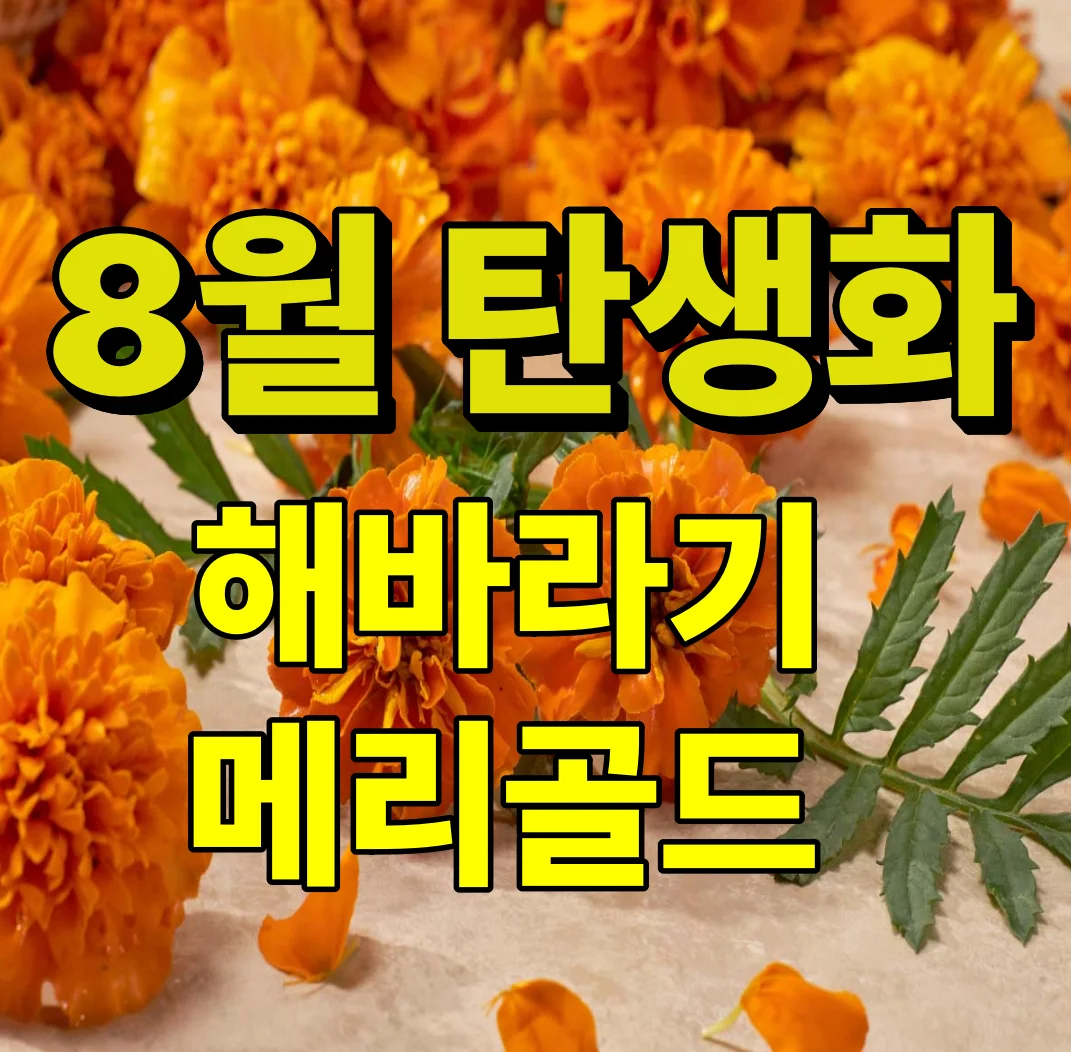 8월 탄생화 해바라기 메리골드
