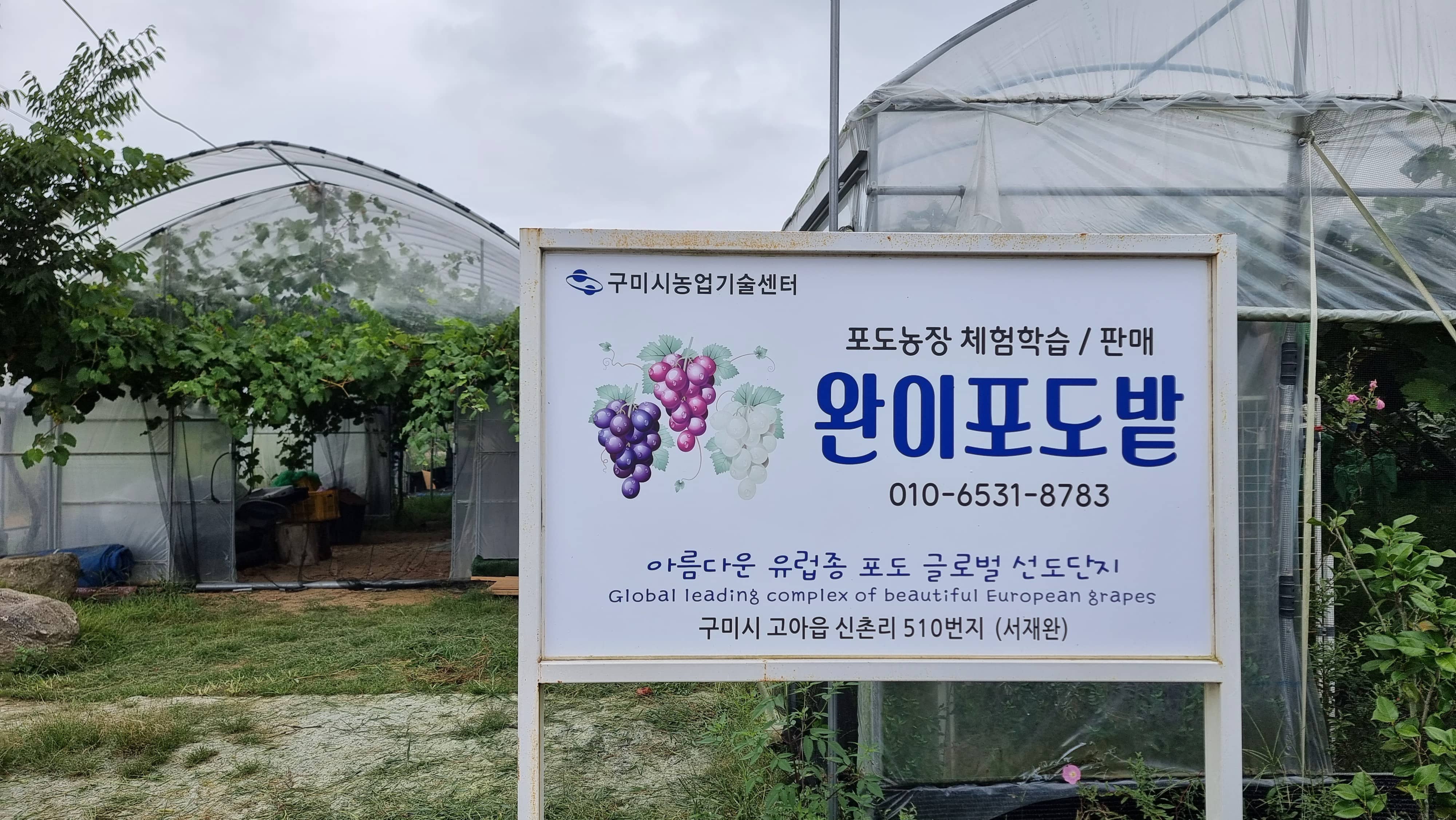 샤인머스캣 잘 고르는 법