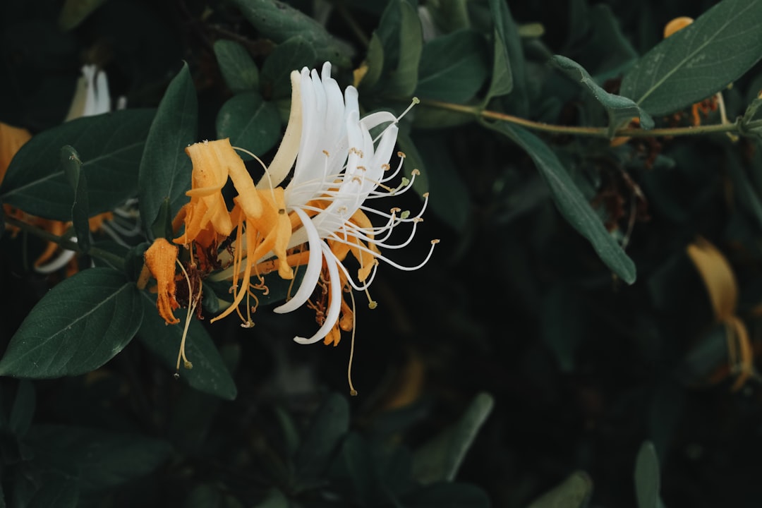 Japanese honeysuckle.
