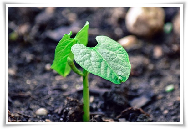 텃밭 "6월, 팥을 심어보세요!" 팥 한 줄 심고 건강과 행복은 두 배로!