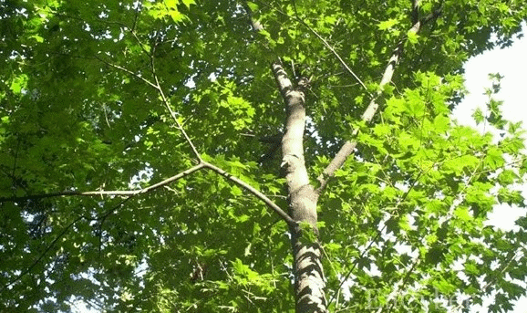 고로쇠물 효능 유통기한 및 보관방법 고로쇠물 섭취방법 주의사항