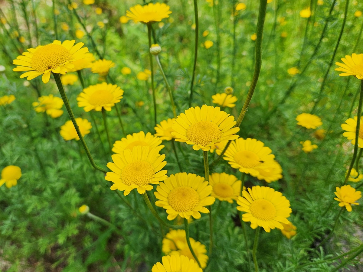 다이어스캐모마일